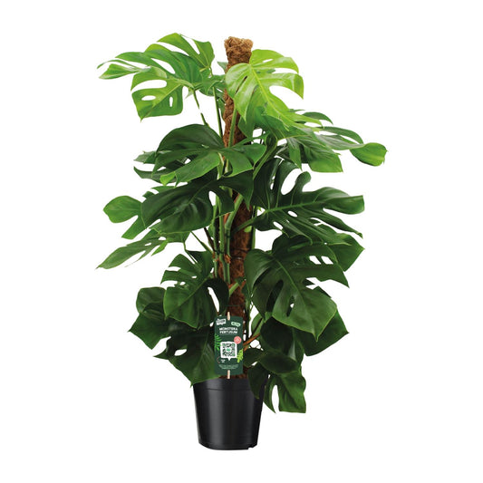 Monstera Pertusum - Ø24cm - ↕150cm