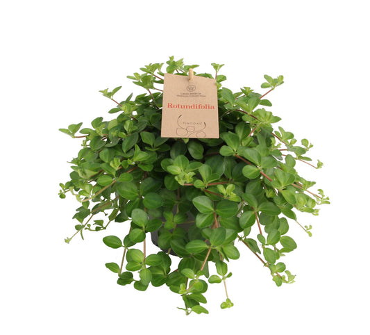 Peperomia Rotundifolia 14 Cm - Ø14cm - ↕27cm