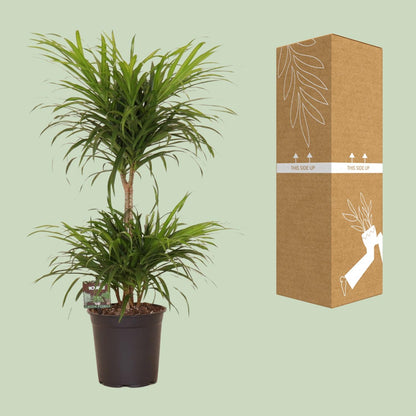 Dracaena Refl. Anita Variegata - Ø21cm - ↕80cm