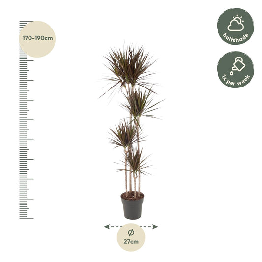 Drachenbaum Magenta 180 cm – Exotische, pflegeleichte Zimmerpflanze
