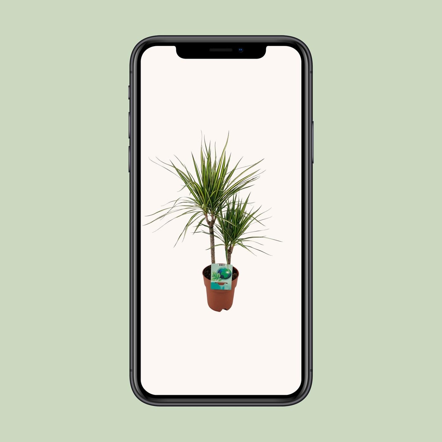 Dracaena Marginata Bicolor - Ø19cm - ↕70cm