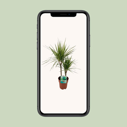 Dracaena Marginata Bicolor - Ø19cm - ↕70cm