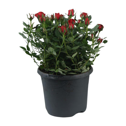 Rosa Jewel Patio Hot - Ø17cm - ↕30cm