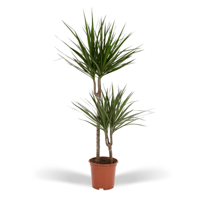Drachenbaum Marginata 100 cm – Stilvolle Zimmerpflanze