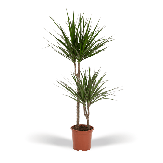 Drachenbaum Marginata 100 cm – Stilvolle Zimmerpflanze