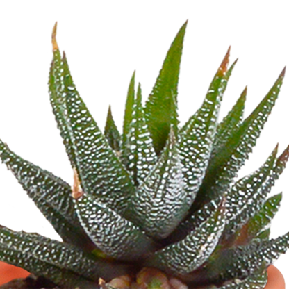 Cactus en vetplanten Mischung 5,5 cm | 15 stück - in terracotta pot