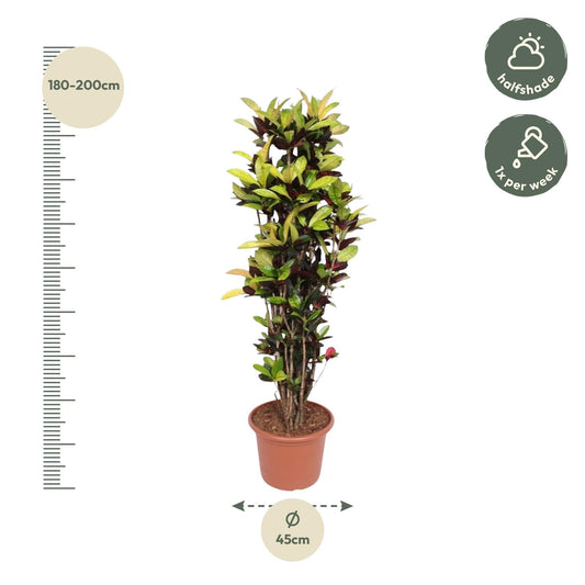 Kroton Iceton 190 cm – Farbenfrohe Zimmerpflanze