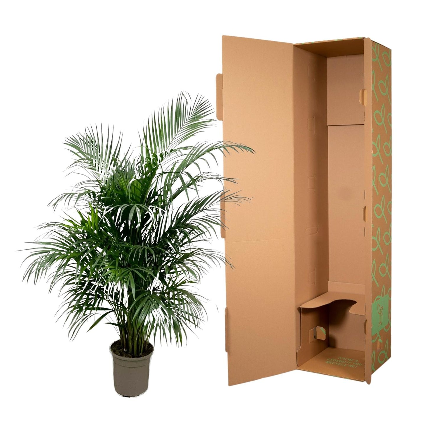 Goldfruchtpalme 150 cm – Tropische Eleganz für Zuhause