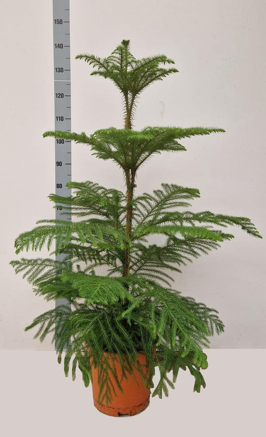 Araucaria Heterophylla - Ø24cm - ↕130cm