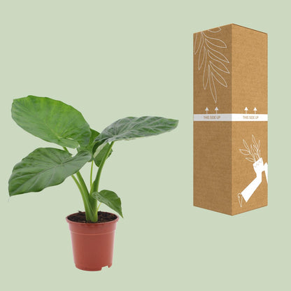 Alocasia Macrorrhiza - Ø17cm - ↕50cm