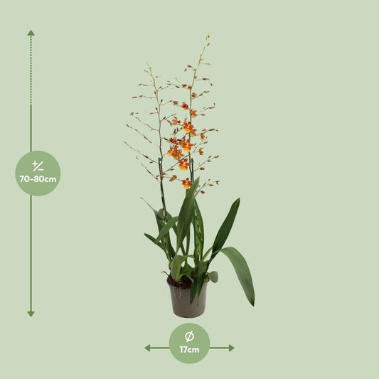 Catatante 2 Tak Toef 17 Cm - Ø17cm - ↕80cm