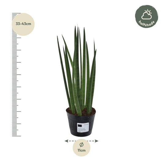 Bogenhanf Mikado – Pflegeleichte Zimmerpflanze 38 cm