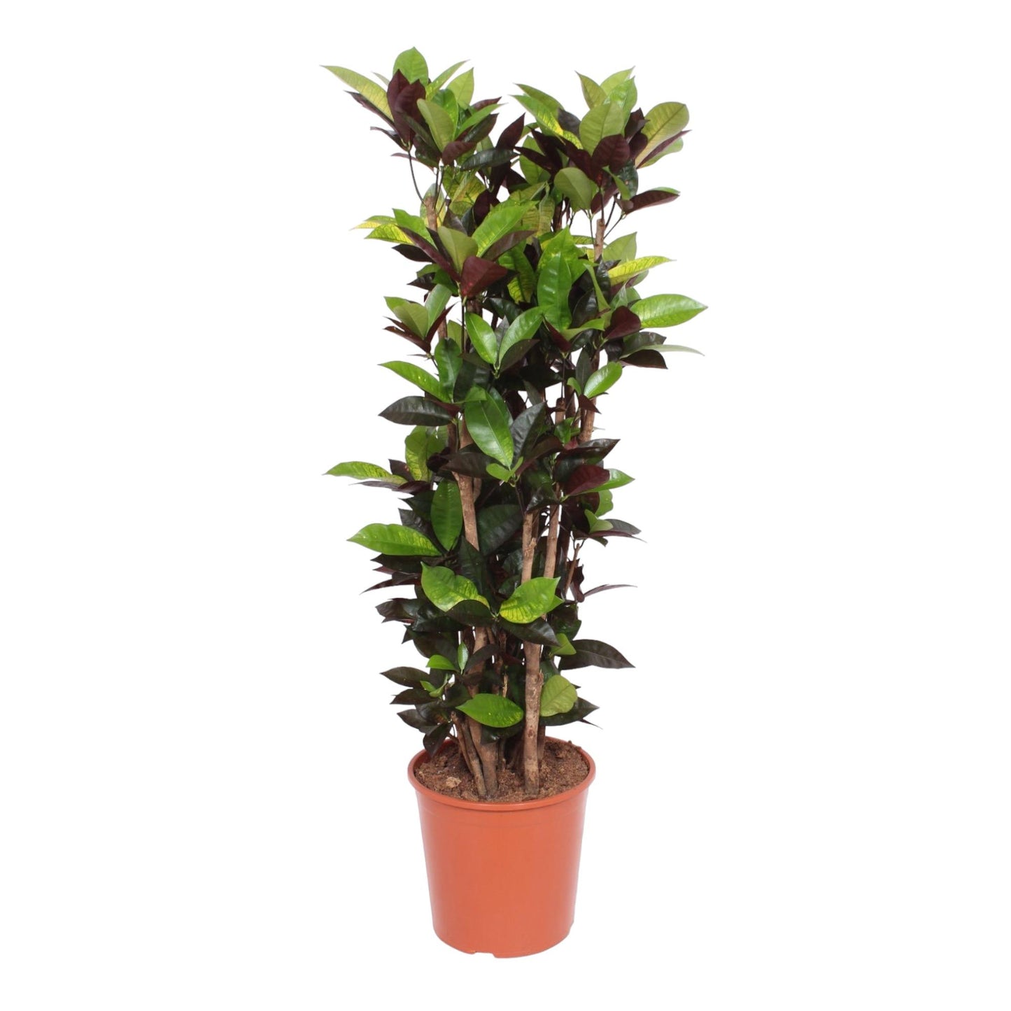 Kroton Iceton 140 cm – Buntblatt Zimmerpflanze