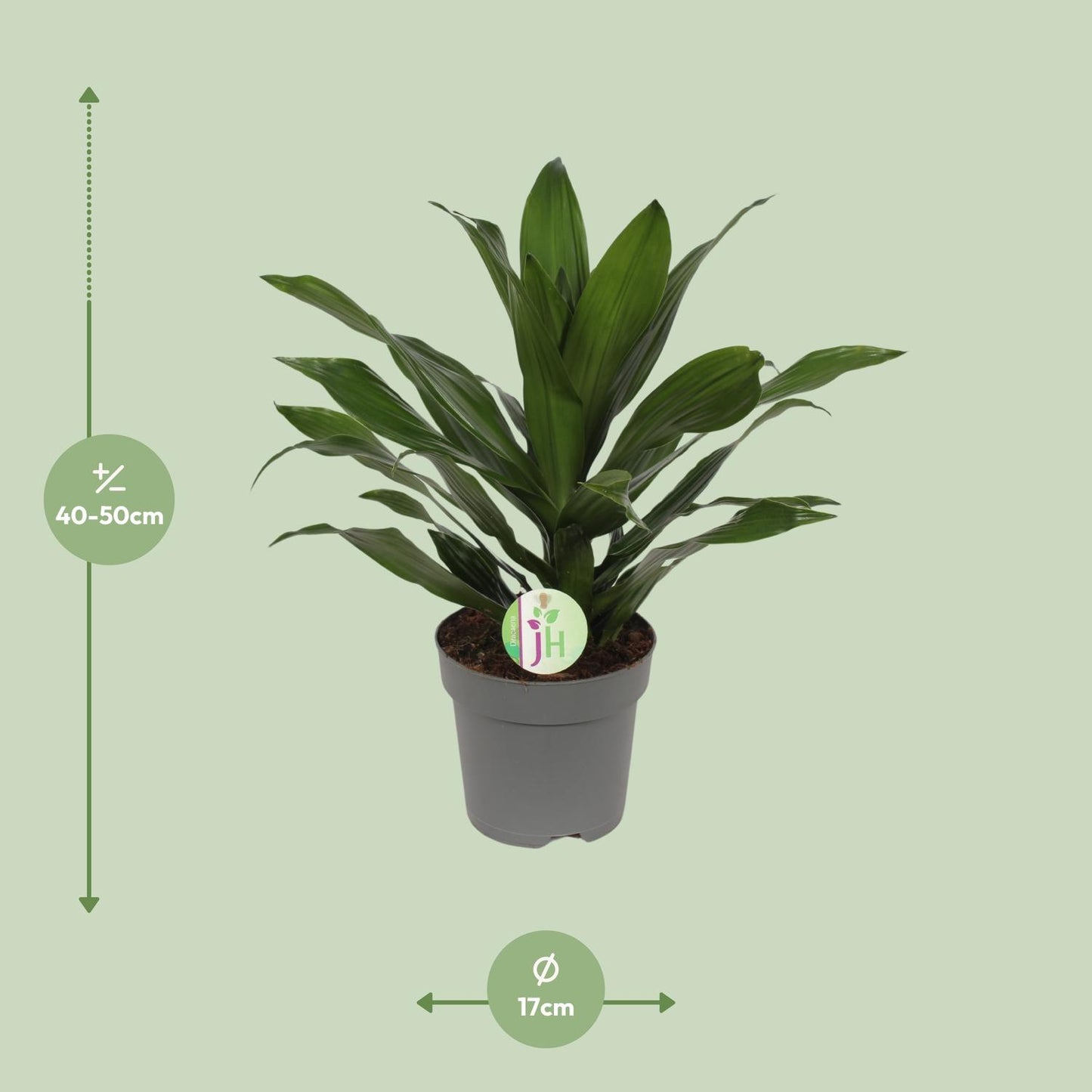 Dracaena Fragrans Grune - Ø17cm - ↕40cm