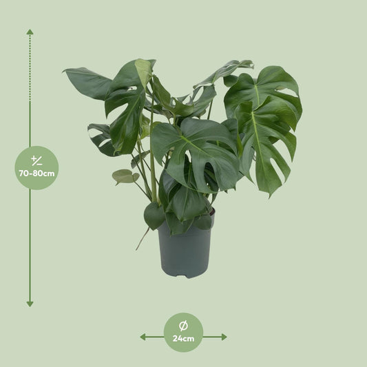 Monstera Deliciosa - Ø24cm - ↕80cm