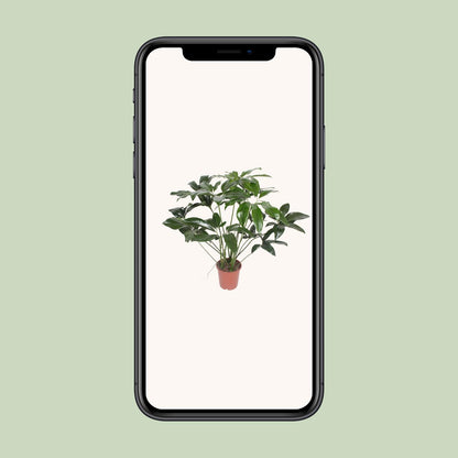 Philodendron Green Wonder - Ø27cm - ↕90cm
