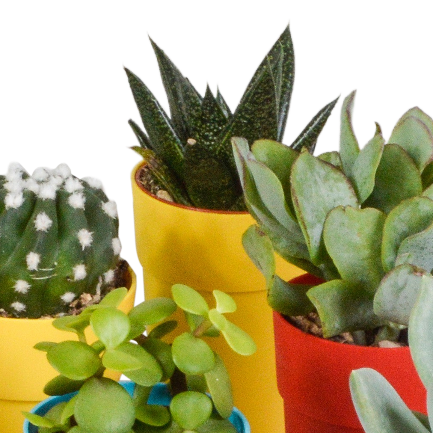 Kakteen & Sukkulenten Mix – 15 pflegeleichte Pflanzen im 5,5cm Topf