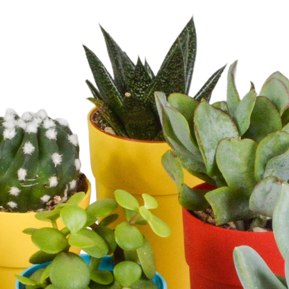 Kakteen & Sukkulenten Mix – 15 pflegeleichte Pflanzen im 5,5cm Topf