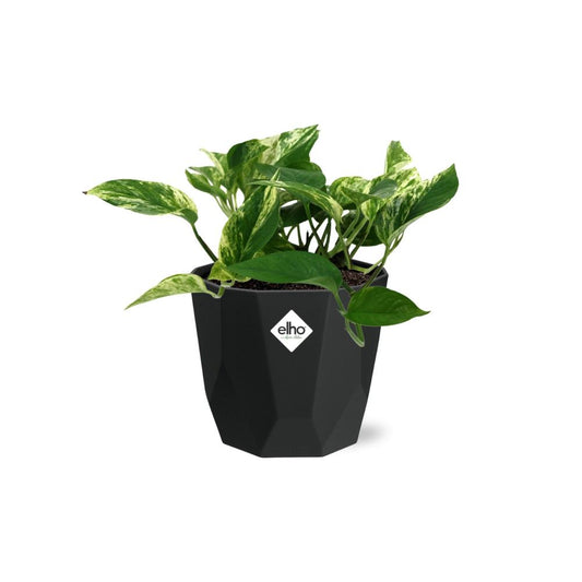 Scindapsus (Epipremnum) Marble Queen in 14cm b.for rock living black