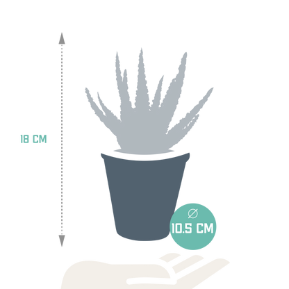 Zebra-Aloe 'Dannyz' im Terrakotta-Topf – Exotische Sukkulente