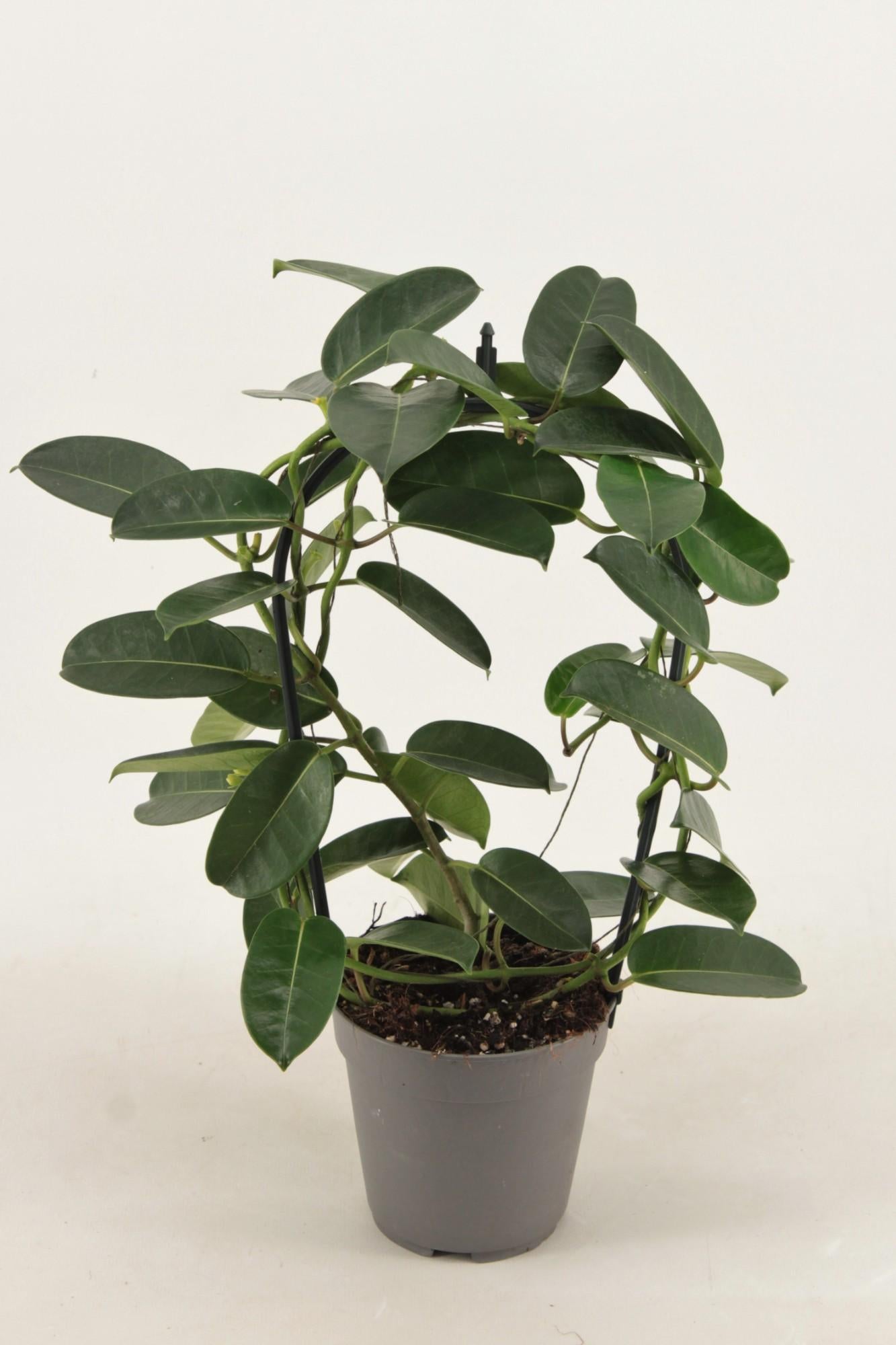 Stephanotis Evergreen - Ø12cm - ↕40cm