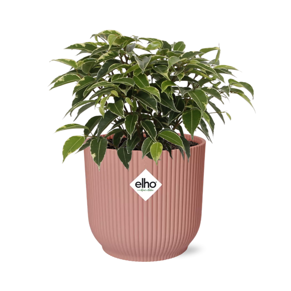 Ficus Benjamina Kinky in ELHO Vibes Fold 14cm roze