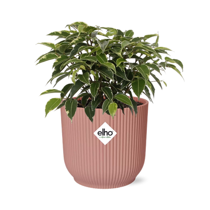 Ficus Benjamina Kinky in ELHO Vibes Fold 14cm roze