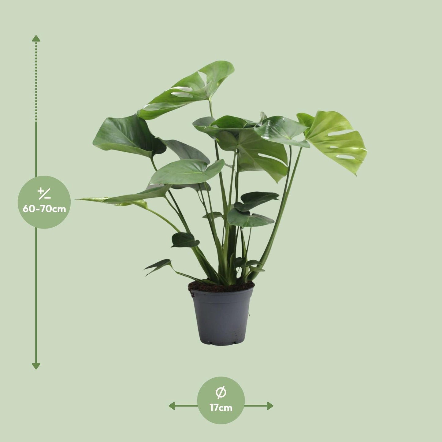 Monstera Deliciosa Tauerii