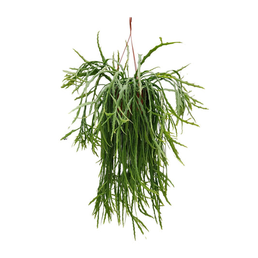 Lepismium Asuntapatense - Ø20cm - ↕60cm
