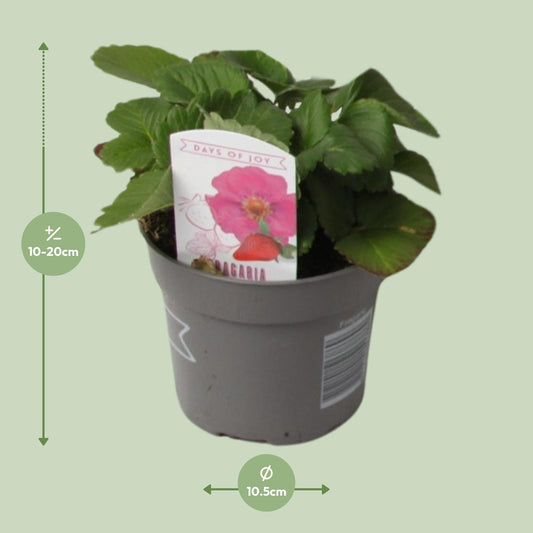 Fragaria Summer Breeze - Ø10,5cm - ↕20cm