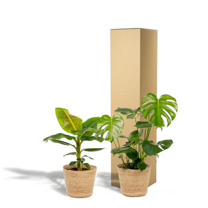 Monstera Deliciosa - Ø21cm - ↕75cm + Musa Dwarf Cavendish - Ø21cm - ↕85cm + Korb Selin