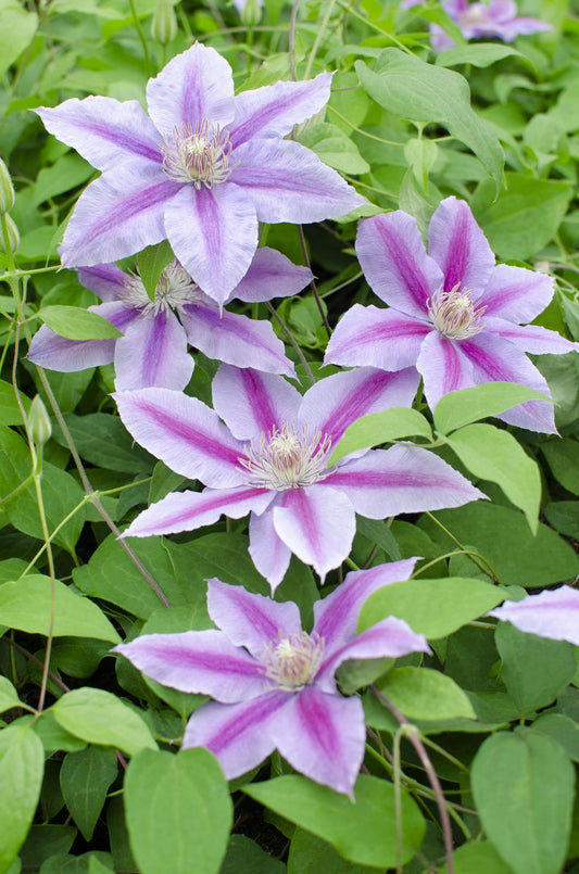 3x - Clematis Dr Ruppel - ↨65cm - Ø15