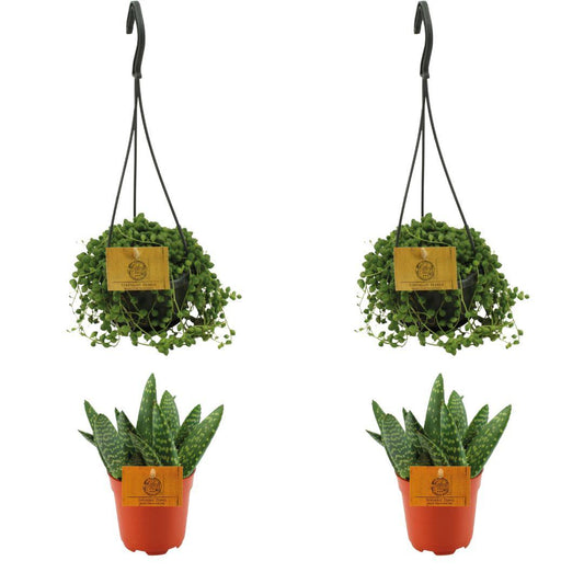 2x Aloe Paradisicum + 2x  Senecio Rowleyanus - 4 stuks - Ø10.5cm - ↕10cm