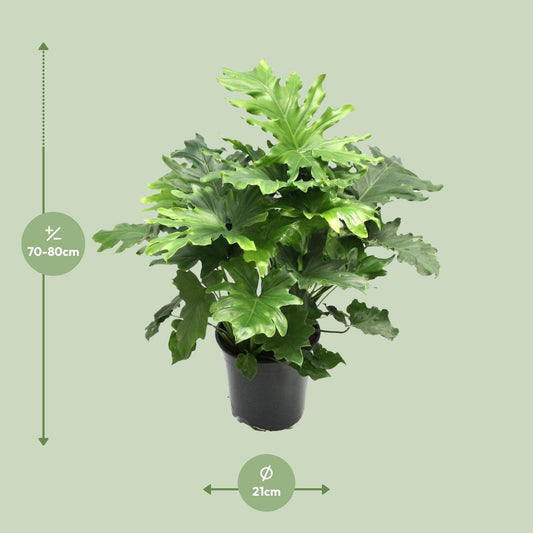 Philodendron Xanadu - Ø21cm - ↕80cm