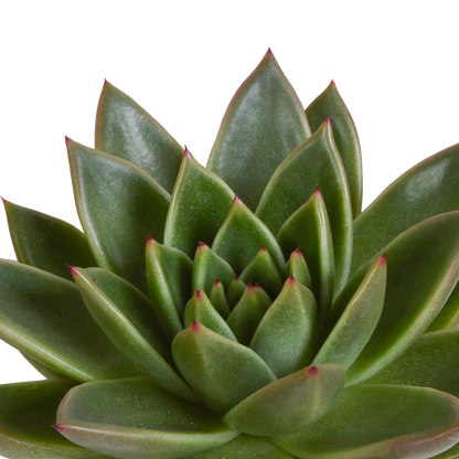 Echeveria Mix 3er Set im Terrakottatopf 10,5 cm