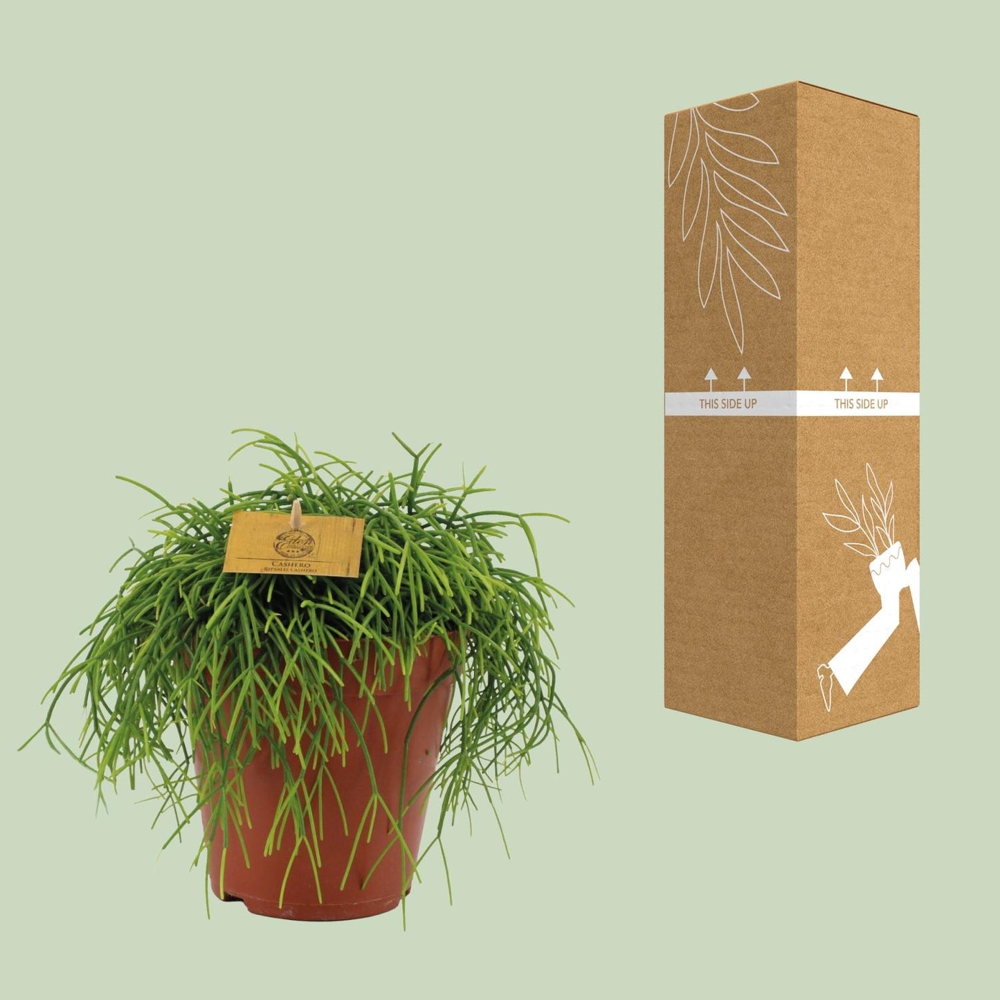 Rhipsalis Cashero - Ø15cm - ↕25cm