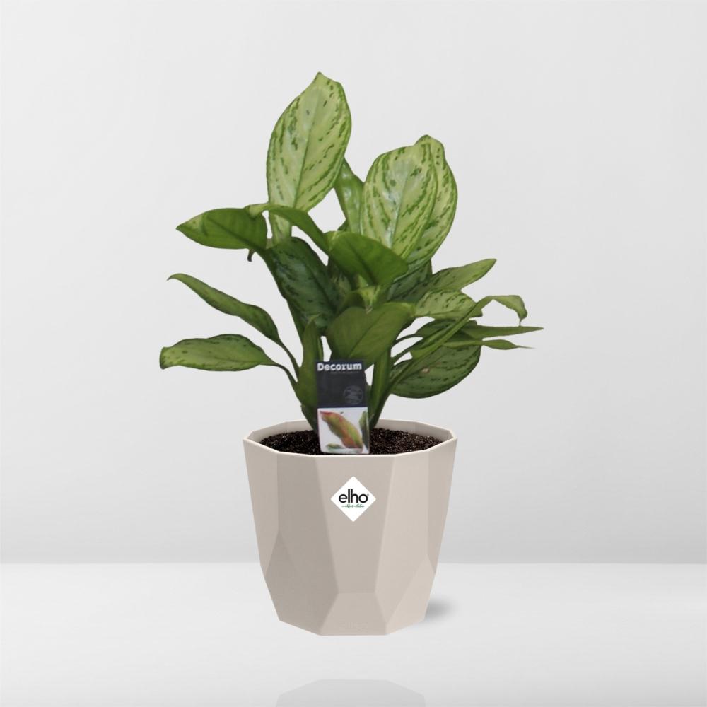 Aglaonema Christina in ELHO b.for rock 14 cm warm grey