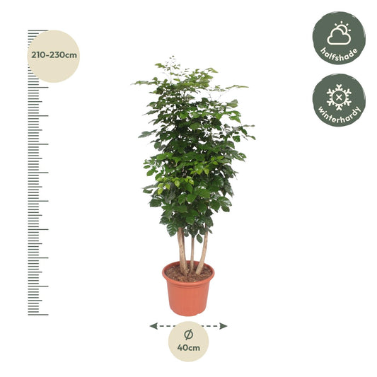 Glücksfeder 'Hainanensis' – Große, pflegeleichte Zimmerpflanze 190 cm