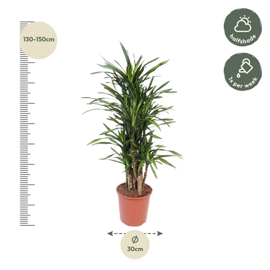 Drachenbaum Riki – 140 cm – Pflegeleichte Zimmerpflanze