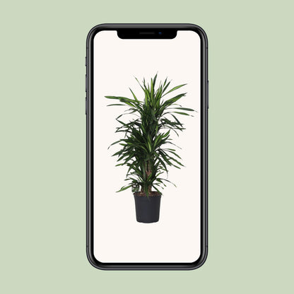 Dracaena Frag. Rikii - Ø27cm - ↕120cm