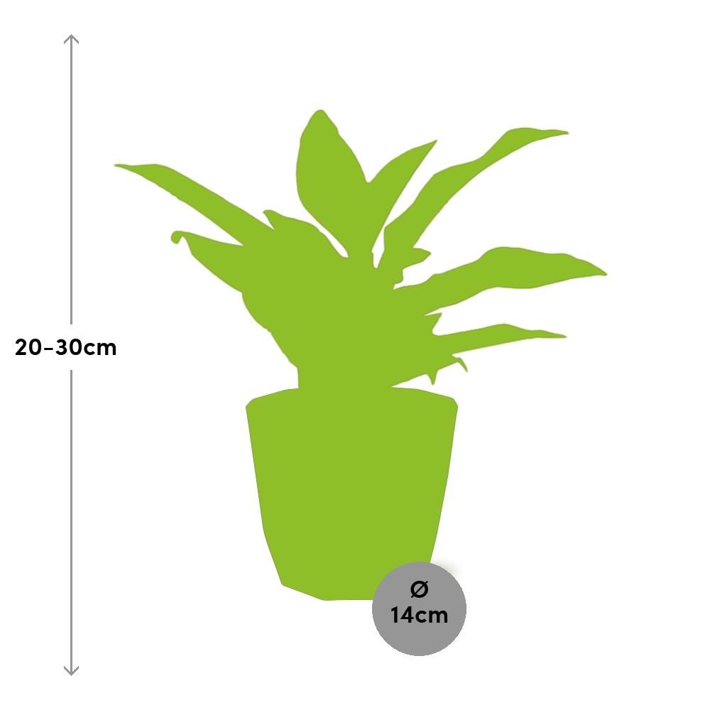 Aglaonema Crete in 14cm b.for rock living black