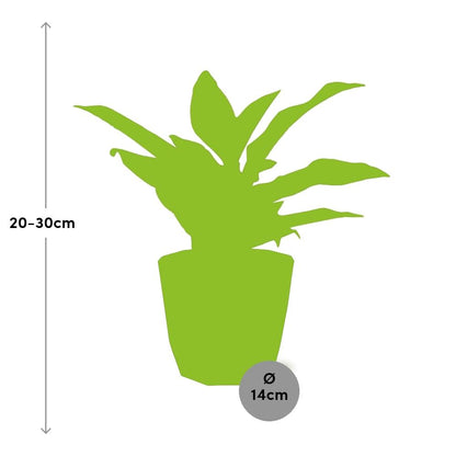 Aglaonema Crete in 14cm b.for rock living black