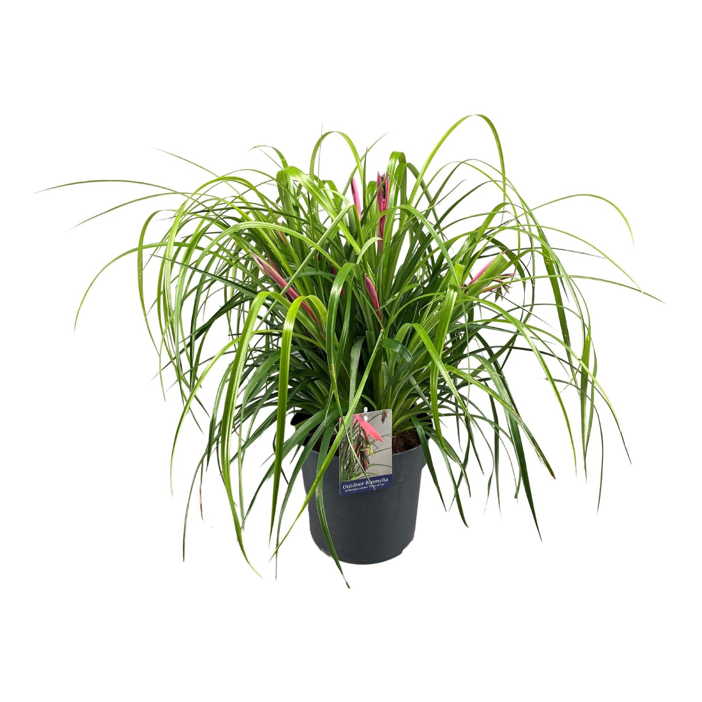Billbergia Nutans Tears Of Joy - Ø24cm - ↕70cm