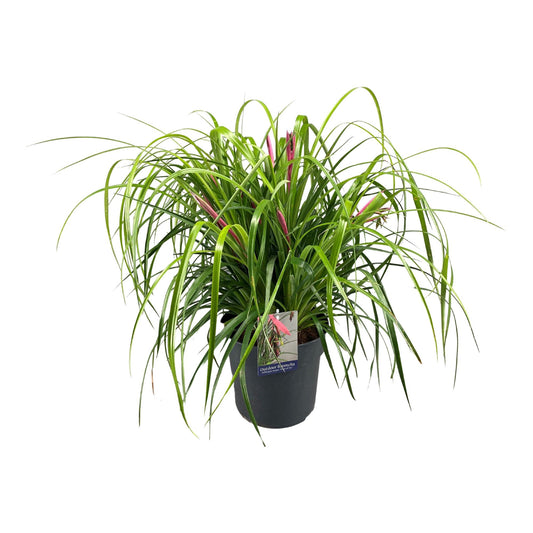 Billbergia Nutans Tears Of Joy - Ø24cm - ↕70cm