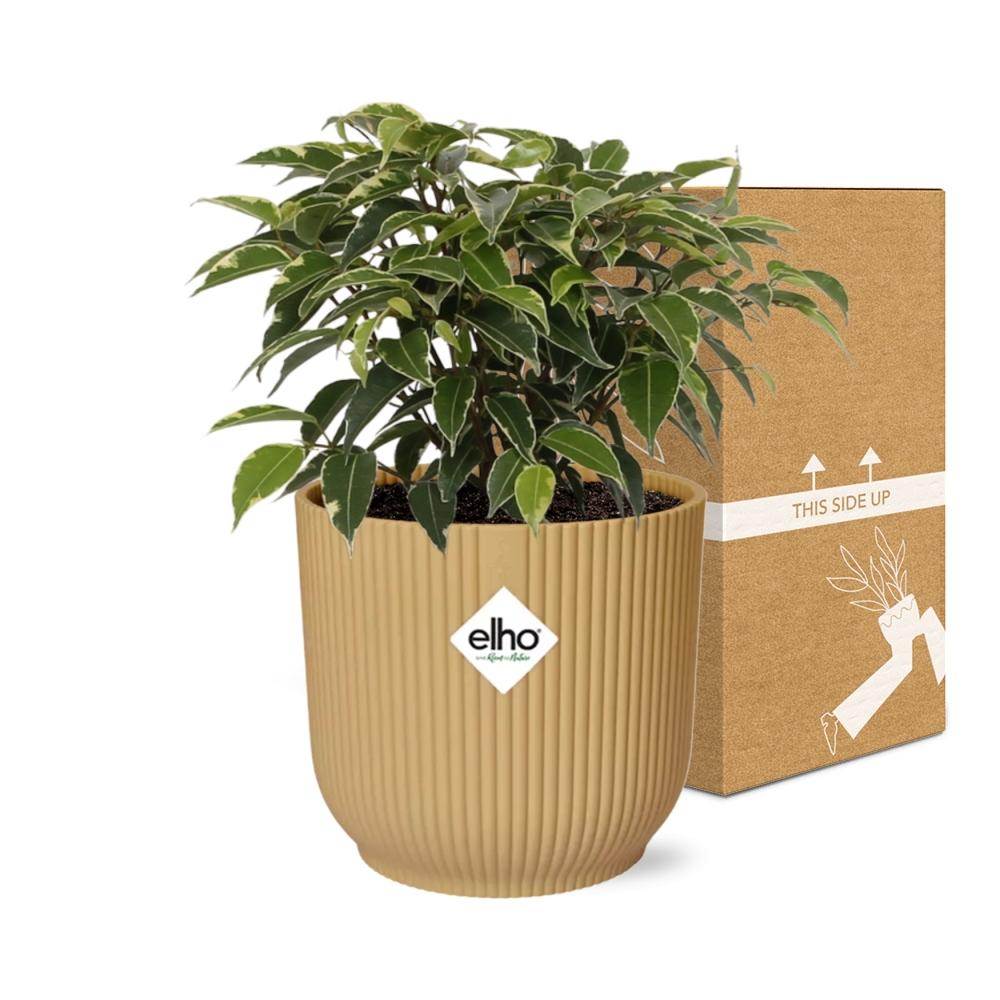 Ficus Benjamina Kinky in ELHO Vibes Fold 14cm geel