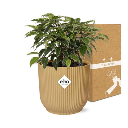 Ficus Benjamina Kinky in ELHO Vibes Fold 14cm geel