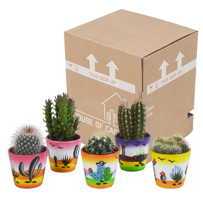 Kakteen Mix 5er Set im handbemalten Mexiko Topf