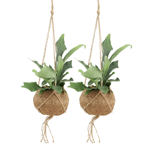 2x Kokodama Platycerium Hang - Hirschhornfarn - 35cm - ø15