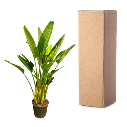 Weißer Paradiesvogel XXL – Strelitzia Augusta 225 cm