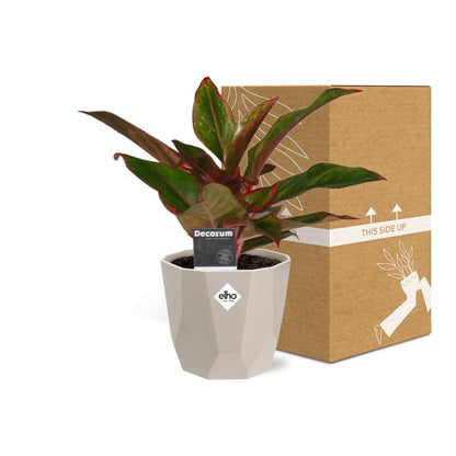 Aglaonema Crete in ELHO b.for rock 14 cm warm grey
